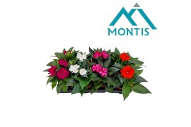 Impatiens new guinea mix Impatiens New Guinea 13 cm mixtray 4 kleuren 