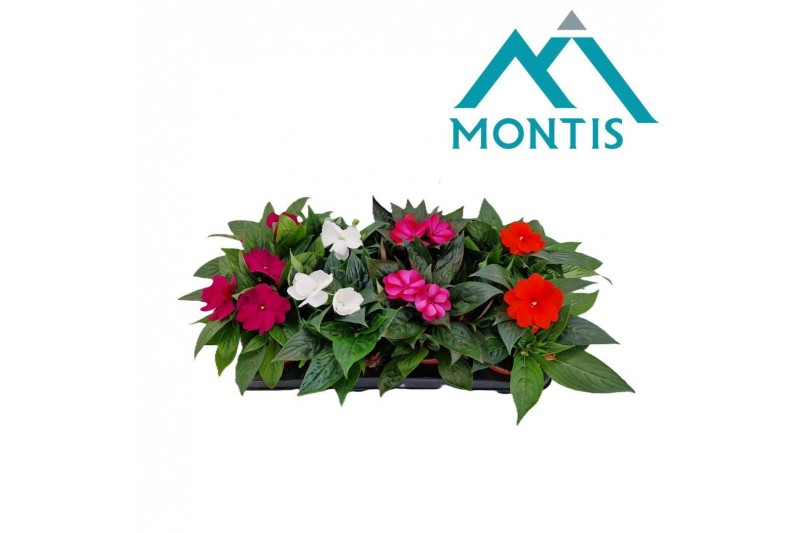 Impatiens new guinea mix Impatiens New Guinea 13 cm mixtray 4 kleuren  