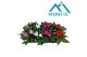 Impatiens new guinea mix Impatiens New Guinea 13 cm mixtray 4 kleuren  