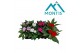 Impatiens new guinea mix Impatiens New Guinea 13 cm mixtray 4 kleuren  