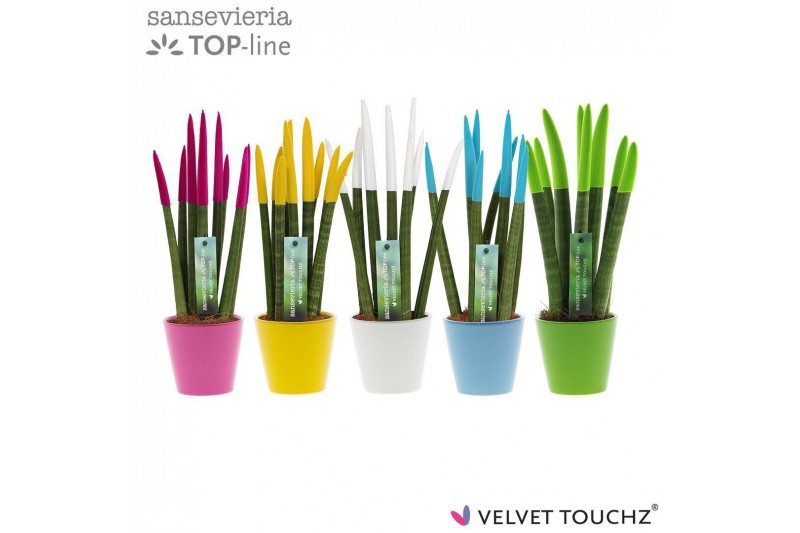 Sansevieria cylindrica velvet touchz® colourfull Easter in keramiek ro Sansevieria cylindrica velvet touchz® colourfull Easter in keramiek ro