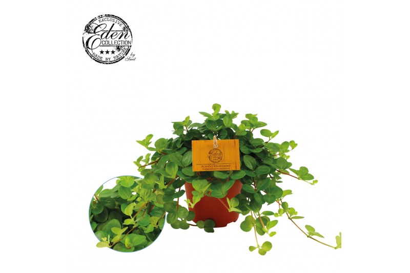 Peperomia rotundifolia rondo venetiano 