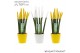 Sansevieria cylindrica velvet touchz® classic Easter mix In keramiek r 