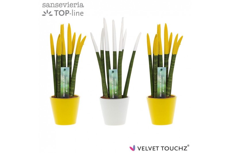 Sansevieria cylindrica velvet touchz® classic Easter mix In keramiek r 