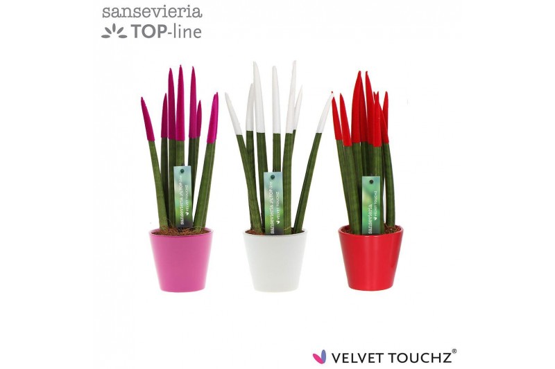 Sansevieria cylindrica velvet touchz® tainted love mix in keramiek rot 