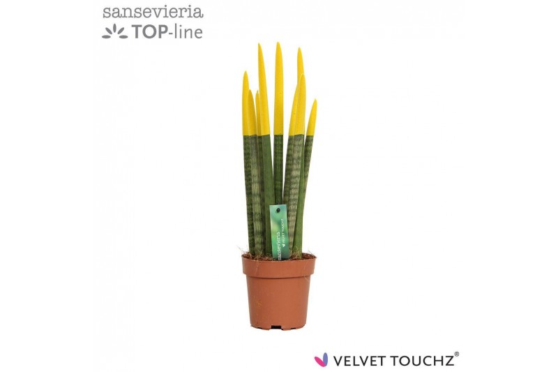 Sansevieria cylindrica velvet touchz® geel 