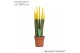 Sansevieria cylindrica velvet touchz® geel 