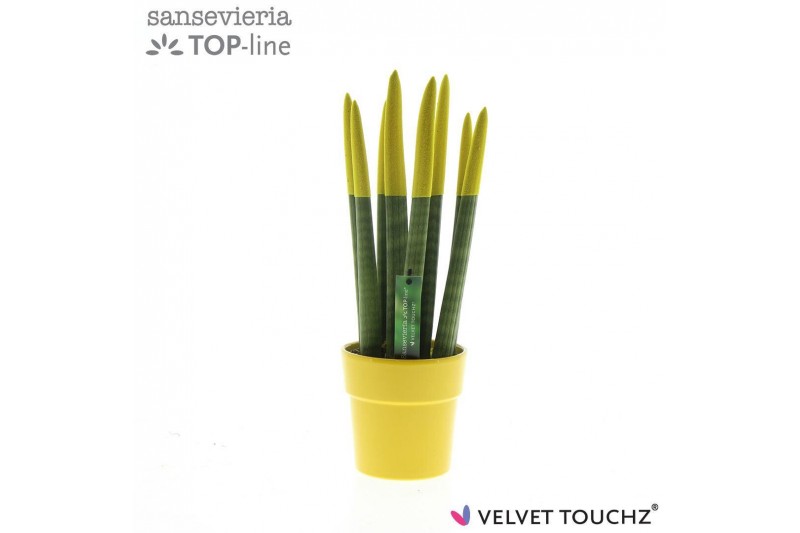 Sansevieria cylindrica velvet touchz® geel in keramiek edel Sansevieria cylindrica velvet touchz® geel in keramiek edel