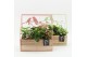 Arrangementen kamerplanten MDCR-2518M Moederdag creatie 3 pp 