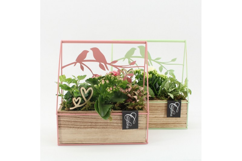 Arrangementen kamerplanten MDCR-2518M Moederdag creatie 3 pp 