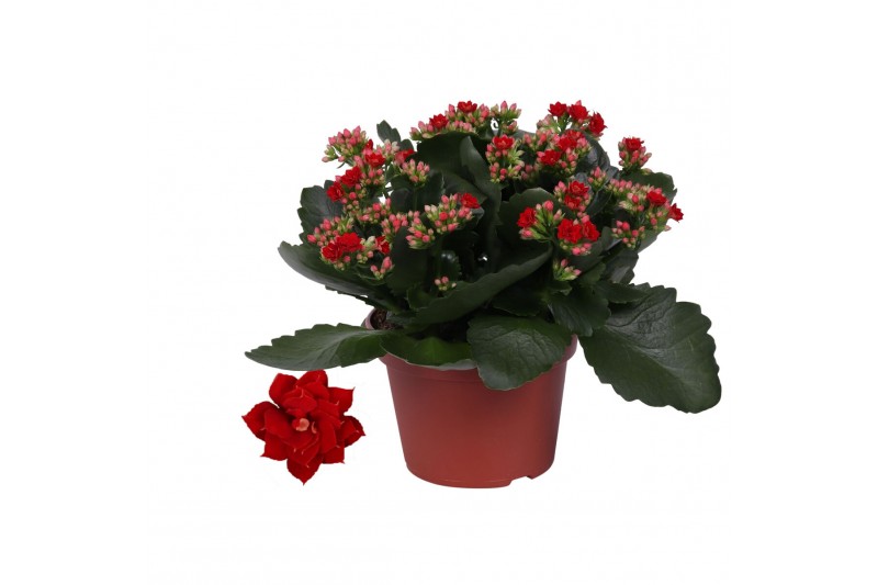 Kalanchoe blossfeldiana rosalina don justino Kalanchoe Rosalina 15cm D 