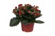 Kalanchoe blossfeldiana rosalina don justino Kalanchoe Rosalina 15cm D 