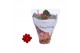 Kalanchoe rosalina rood royale 