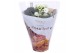 Kalanchoe rosalina wit royale 