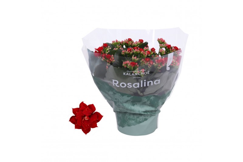 Kalanchoe rosalina don justino rood 