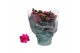 Kalanchoe blossfeldiana rosalina don victorio paars 