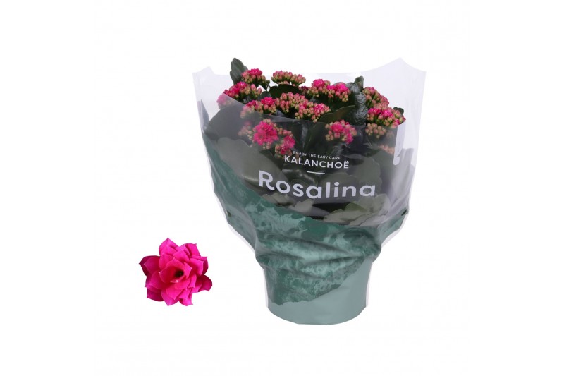 Kalanchoe blossfeldiana rosalina don victorio paars 