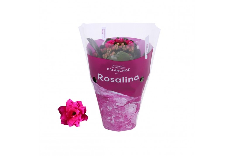 Kalanchoe blossfeldiana rosalina don victorio in paarse hoes 