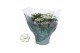 Kalanchoe rosalina don dione wit 