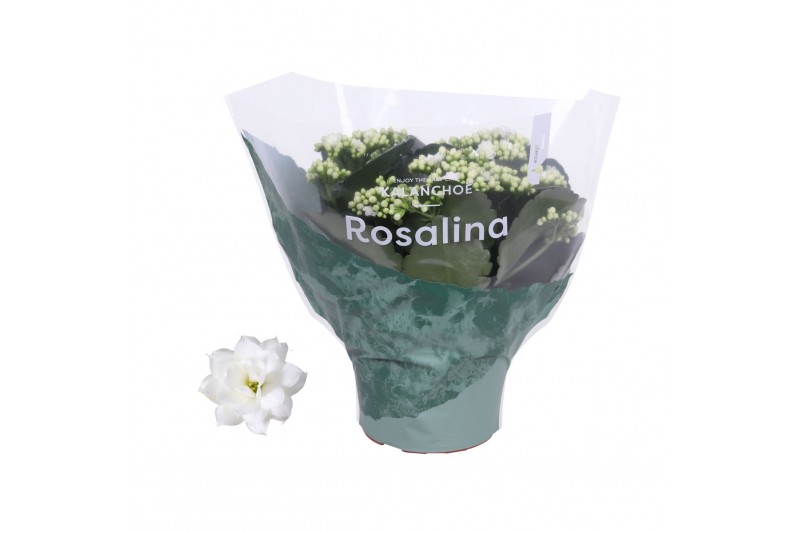 Kalanchoe rosalina don dione wit 
