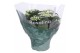 Kalanchoe rosalina don dione wit 