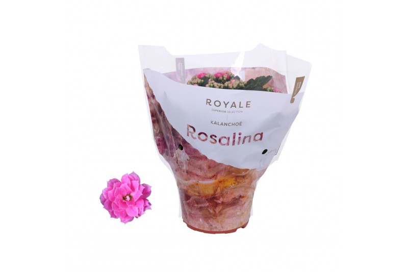 Kalanchoe rosalina roze royale 