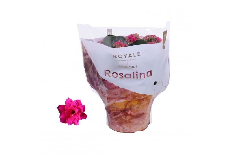 Kalanchoe rosalina paars royale 