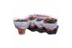 Kalanchoe rosalina rood royale 