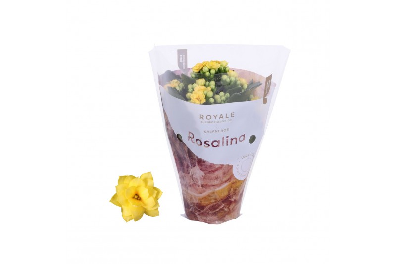 Kalanchoe rosalina geel royale 