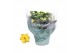 Kalanchoe rosalina geel 