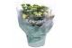Kalanchoe rosalina geel 