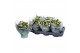 Kalanchoe rosalina geel 