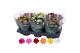 Kalanchoe rosalina mix 