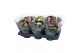 Kalanchoe rosalina mix 