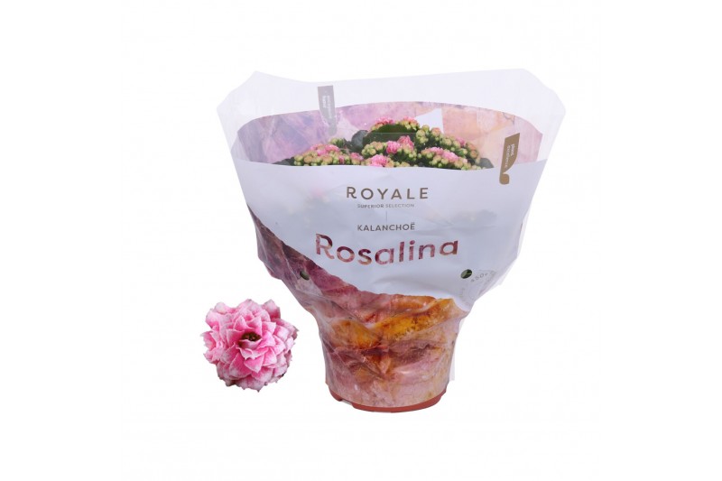 Kalanchoe rosalina don darcio roze royal 