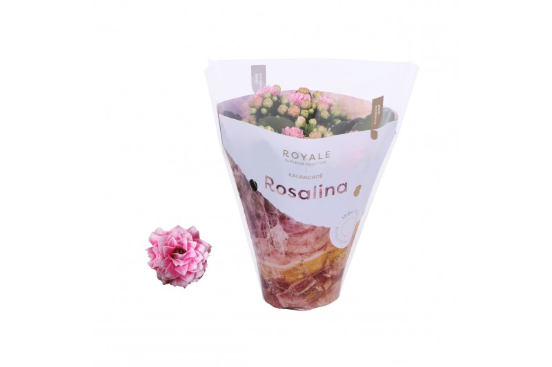 Kalanchoe rosalina don darcio roze royal 