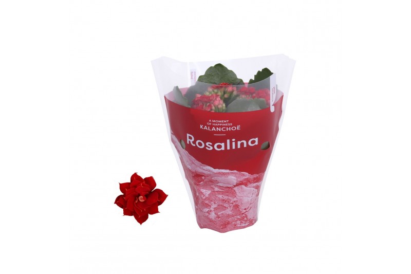 Kalanchoe blossfeldiana rosalina don justino in rode hoes 
