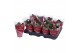 Kalanchoe blossfeldiana rosalina don justino in rode hoes 