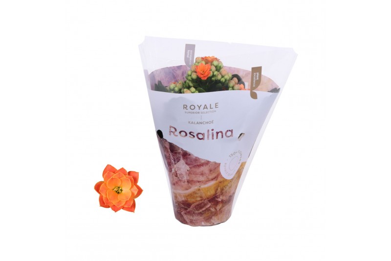 Kalanchoe rosalina oranje royale 