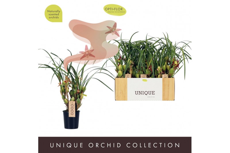 Orchidee Maxillaria Coco Water Melon 