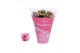 Kalanchoe rosalina alano bicolor in roze hoes 