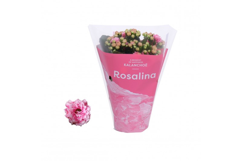 Kalanchoe rosalina alano bicolor in roze hoes 