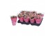 Kalanchoe rosalina alano bicolor in roze hoes 