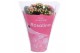 Kalanchoe rosalina alano bicolor in roze hoes 