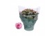 Kalanchoe rosalina roze don alano,roze wit 