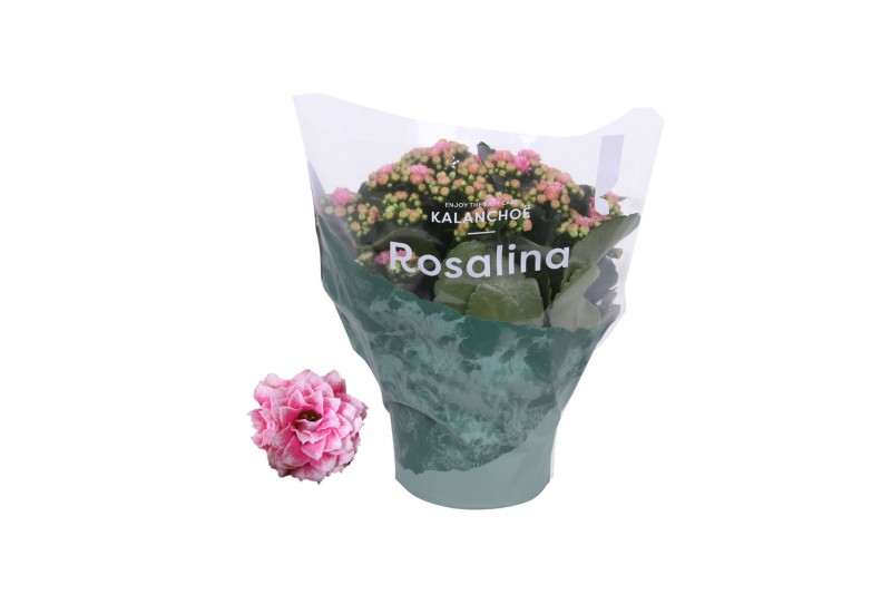 Kalanchoe rosalina roze don alano,roze wit 