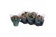 Kalanchoe rosalina roze don alano,roze wit 