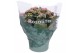 Kalanchoe rosalina roze don alano,roze wit 