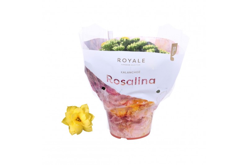 Kalanchoe rosalina geel royale hoes 