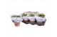 Kalanchoe rosalina geel royale hoes 